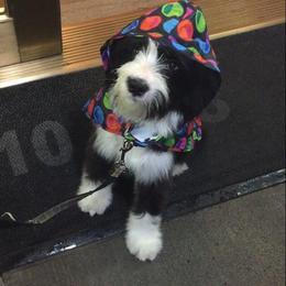 Tibetan Terrier All Grown Up from Kham Ra Tibetans