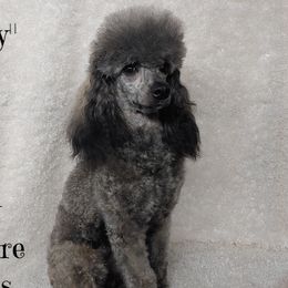 Daisy - Poodle