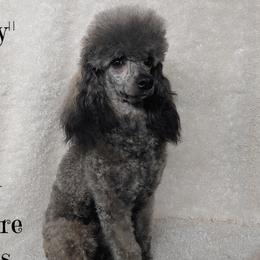 Daisy - Poodle