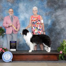 Dallas - Border Collie