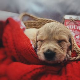 Golden Retriever Puppies from Great Lakes Golden Retreivers