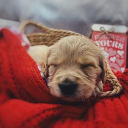 Golden Retriever Puppies from Great Lakes Golden Retreivers