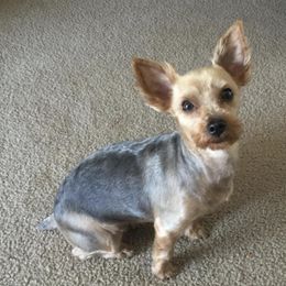 Yorkshire Terriers from Judith's Yorkshire Terriers