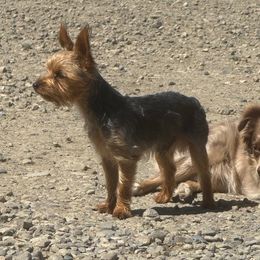 Rowan - Yorkshire Terrier
