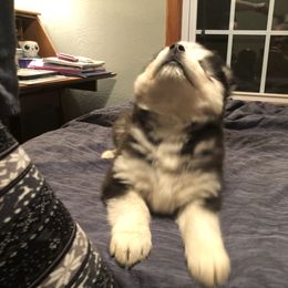 Pomsky and Siberian Husky Puppies from Cold Mountain Kennel