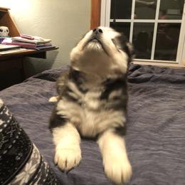 Pomsky and Siberian Husky Puppies from Cold Mountain Kennel
