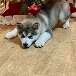 Alaskan Malamute puppies from Strong Water Malamutes