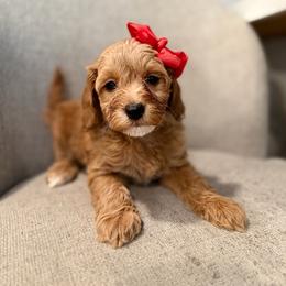 Cherry Red - Red  female Goldendoodle puppy in Shingle Springs, California from Creamy Retrievers