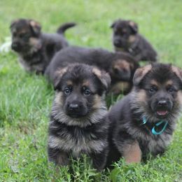 German Shepherd Puppies from Zwinger vom haus Huro