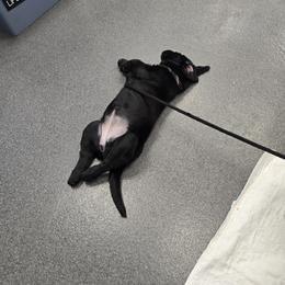 Labrador Retriever Puppies from Sound View Labradors East