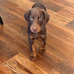Green collar male - Red and rust male Doberman Pinscher puppy in Madison, Indiana from Jensen Dobermans and Dachshunds