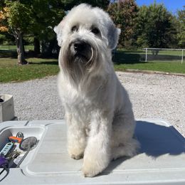 Fletcher - Soft Coated Wheaten Terrier