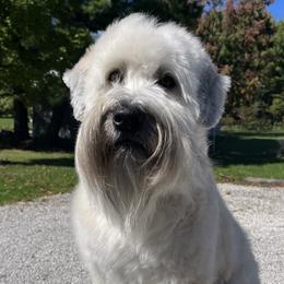 Fletcher - Soft Coated Wheaten Terrier