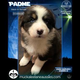 Padmé - Black tri-color female Australian Shepherd puppy in Albany, Georgia from Muckalee Lane Aussies