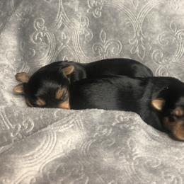 Yorkshire Terrier Puppies from YorkiStars