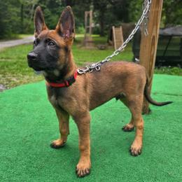 Dopey - Fawn male Belgian Malinois puppy in Signal Mountain, Tennessee from Torgun Police Dogs