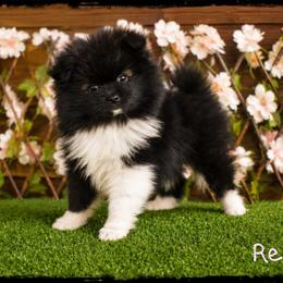 Reba - Tri-colored female Pomeranian puppy in Cleveland, Georgia from Sourpatch Pomeranians