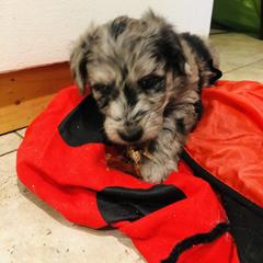 Aussiedoodle, Bordoodle, and Goldendoodle Puppies from Korbella Farm