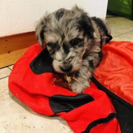 Aussiedoodle, Bordoodle, and Goldendoodle Puppies from Korbella Farm