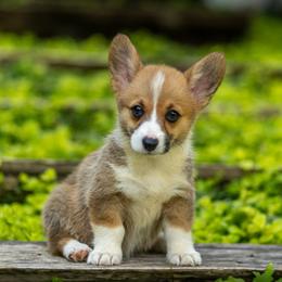 Daisy - Red female Pembroke Welsh Corgi puppy in Narvon, Pennsylvania from Corgi Companions