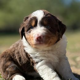 Cocoa - Red tri female Miniature Australian Shepherd puppy in Granbury, Texas from Jubilee Acres