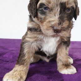 Aussiedoodle Puppies from Vesbach Doodle Valley Farm
