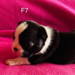 Girl 7 - Black brindle and white Boston Terrier puppy in Paulden, Arizona from Gold Buckle Kennel