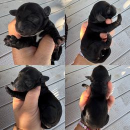 Black girl with tail - Black female English Cocker Spaniel puppy in Millen, Georgia from Pine Hill Kennels