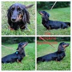 Dachshund puppies from Bumpkins Dachshunds