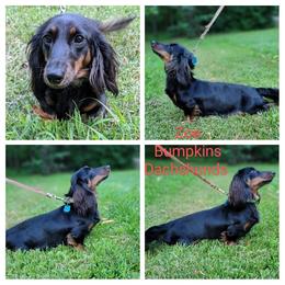 Dachshund puppies from Bumpkins Dachshunds