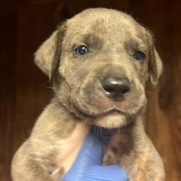 GRADUATION - Blue brindle male Great Dane puppy in Street, Maryland from Grant’s Gorgeous Greats