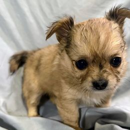 Mable - Merle female Chihuahua puppy in Sherwood, Arkansas from Bartelt Breeders