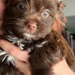 Riley - Chocolate, tan and white male Yorkshire Terrier puppy in Waco, Texas from Betterthan Chocolate Yorkies
