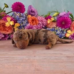 Tilda - Dapple female Dachshund puppy in Florence, Arizona from Doxie Town Az