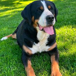 RETIRED AKC GRAND CHAMPION GREATER SWISS MOUNTAIN DOG - Black, white and red female Greater Swiss Mountain Dog puppy in Gainesville, Florida from Ambermoon Kooikerhondje Blackamber Greater Swiss Mountain Dogs