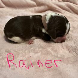 Rainer - Liver white and roan female English Springer Spaniel puppy in Pensacola, Florida from LeichtHouse Kennel
