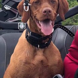 German Shorthaired Pointers and Vizslas from Six Hitch Farm