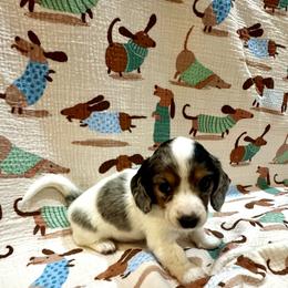 AKC Magnolia - Black and tan female Dachshund puppy in Indiana from Dani’s Darling Doxies