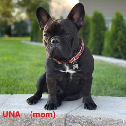 Una - French Bulldog