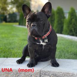 Una - French Bulldog