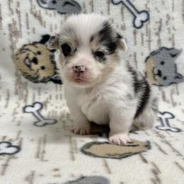 Lady - female American Corgi puppy in Olive Hill, Kentucky from Tompkins Farm