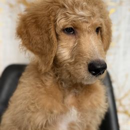 Pumba - Apricot male Goldendoodle puppy in Minneola, Florida from Unike Puppies