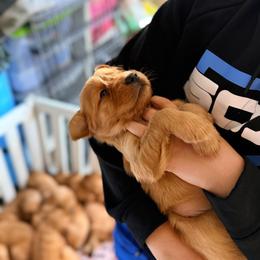 Light Blue - Dark golden female Golden Retriever puppy in Smithfield, Utah from Golden Palms Puppies