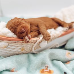 Goldendoodle Puppies from Summer Sun Doodles