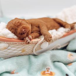 Goldendoodle Puppies from Summer Sun Doodles