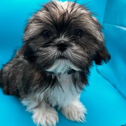 Male blue collar - Brindle Shih Tzu puppy in Beaver, Ohio from Jessica’s Shih Tzus