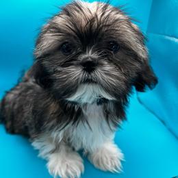 Male blue collar - Brindle Shih Tzu puppy in Beaver, Ohio from Jessica’s Shih Tzus