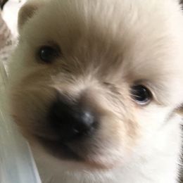 Pomeranian Puppies from Jonna's Poms