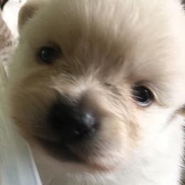 Pomeranian Puppies from Jonna's Poms