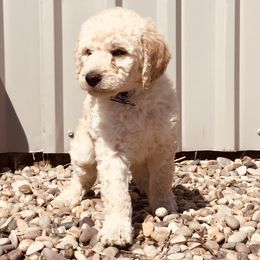 Bernedoodle and Labradoodle Puppies from Royal Doodles